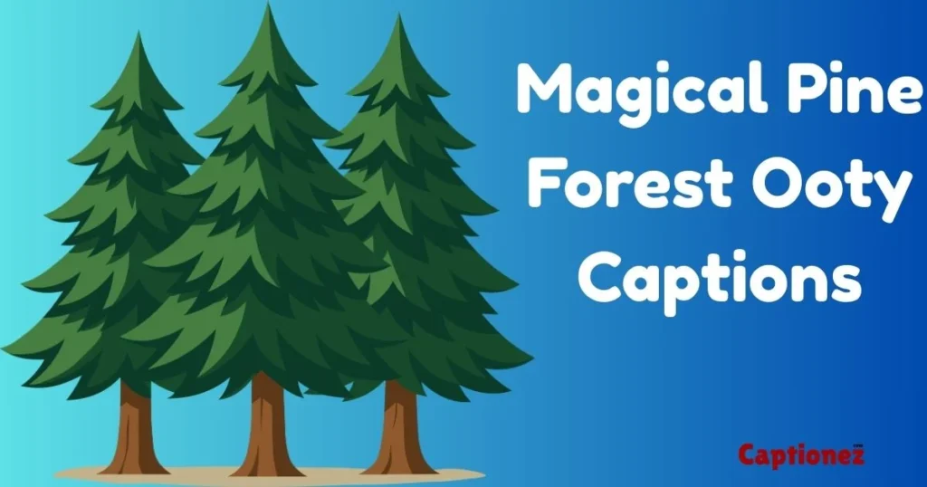 Magical Pine Forest Ooty Captions